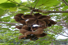 Sterculia urens